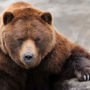 Legendary Bear