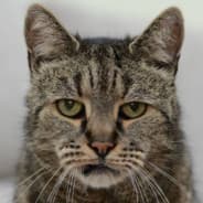 OLD❤️CAT