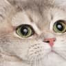 Latom
