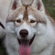 yAKu
