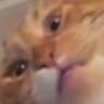 Wipz