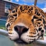 Leopardo