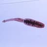 echinococcus
