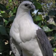 Ee-gul