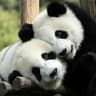 PandaMan