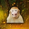 USE CODE: Monkey