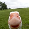 A Goose