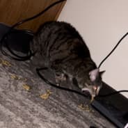 pooter