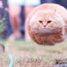 Fluff