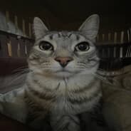 zekkinha