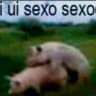 ui ui