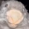 BOBER