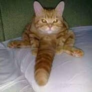 P-Nes