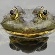 itscacoethes