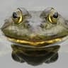 itscacoethes