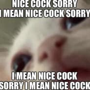 I'm not a cat
