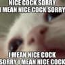 I'm not a cat