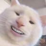 Eggy