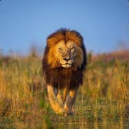 MVPHA
