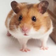 HAMSTER 2