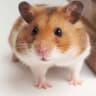 HAMSTER 2