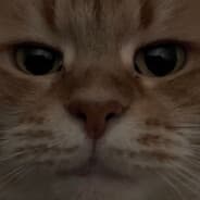 Xerzies