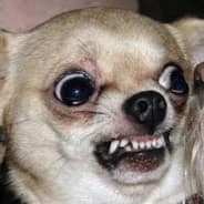 The Mad Chihuahua