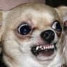 The Mad Chihuahua