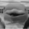Gimme that Fish