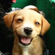 Woof