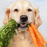 Perro Vegano