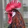 ITS NOT HARAM TO EAT COCK