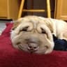 puddul