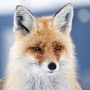 Fox0neLove