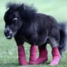 GEORGE THE HORSE