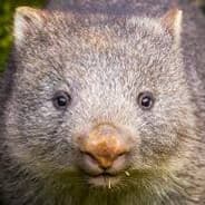 THE MAGIC ASS EATING WOMBAT