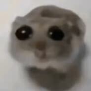 Bhopper Robert