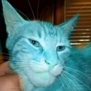 BLUE COCK