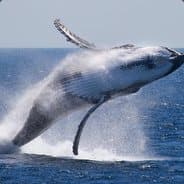 WHaley