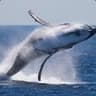 WHaley
