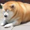 ZAZAenjoyer