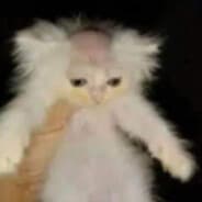 cat v5
