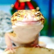 Gecko