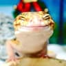 Gecko