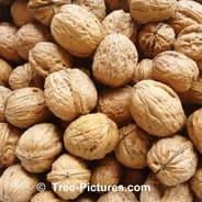 walnut