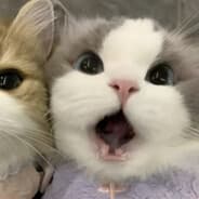 PurrfectAim