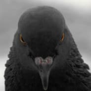AnEvilPigeon