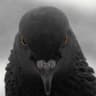 AnEvilPigeon