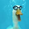 HuckaDuck