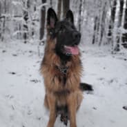 Blondi